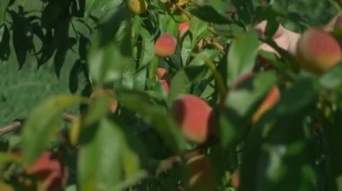 Close. kadın el yavaşça ağaç üzerinde şeftali dokunur.