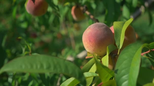 Close-up. tangan wanita lembut menyentuh buah persik di pohon . — Stok Video