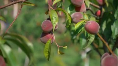 yeşil yaprakları arasında bir şube olgun sulu şeftali.