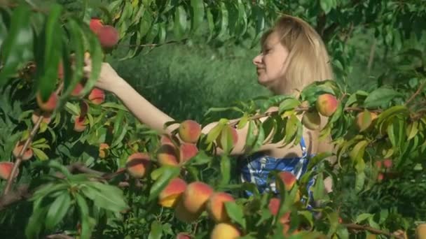 Happy blonde girl plucks fresh peach from peach tree in the garden. — Stock Video