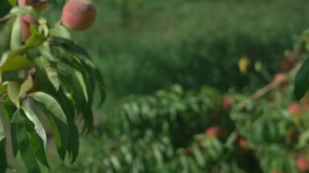 Close-up. Womens handen houden een zelverzekered van verse perziken in een perzikboom gaard tegen de achtergrond van fruit-dragende bomen — Stockvideo