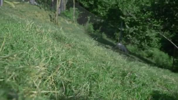 Kleine witte goatlings grazen in een groene weide op een zonnige zomerdag. — Stockvideo