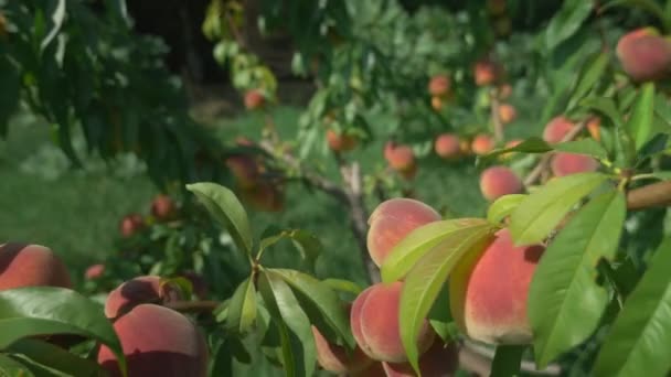 Rijpe sappige perziken op een tak onder groene bladeren. — Stockvideo