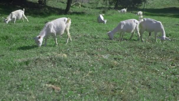 Kleine weiße Ziegen grasen an einem sonnigen Sommertag auf einer grünen Wiese. — Stockvideo