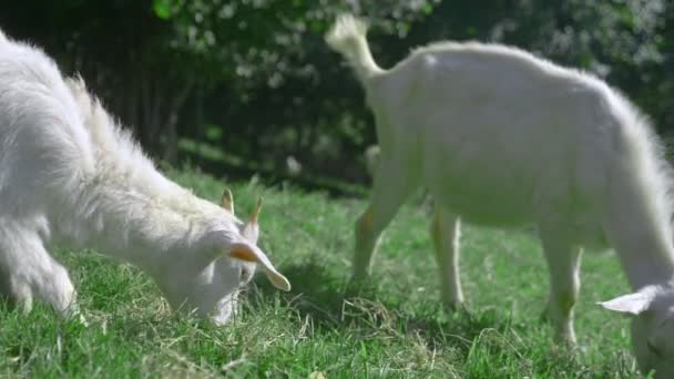 Pequeñas cabras blancas pastan en un prado verde en un día soleado de verano . — Vídeo de stock