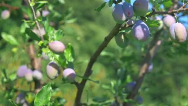 Juicy plums on a tree in the garden — Stock Video