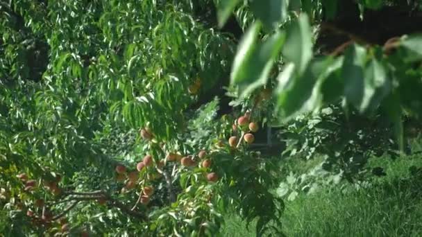 Ώριμα ζουμερά ροδάκινα σε ένα κλαδί ανάμεσα σε πράσινα φύλλα. — Αρχείο Βίντεο