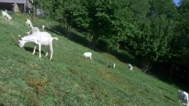 Lilla vita goatlings betar i en grön äng på en solig sommardag. — Stockvideo