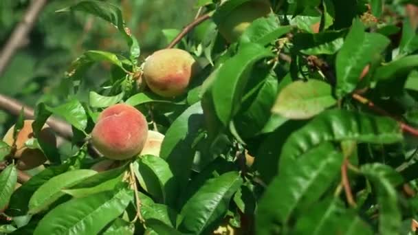 Крупным планом. спелые сочные персики на ветке среди зеленых листьев . — стоковое видео