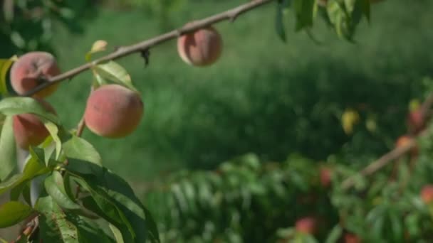 Close-up. As mãos das mulheres seguram um arsenal de pêssegos frescos em um pomar de pêssego no fundo de árvores frutíferas. — Vídeo de Stock