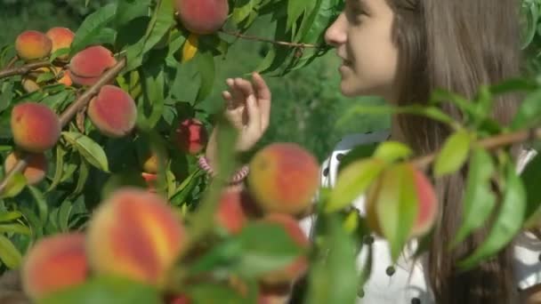 Happy brunette girl sniffing a fresh peach on a peach tree in the garden — Stock Video