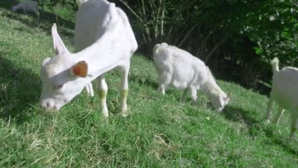 Lilla vita goatlings betar i en grön äng på en solig sommardag. — Stockvideo