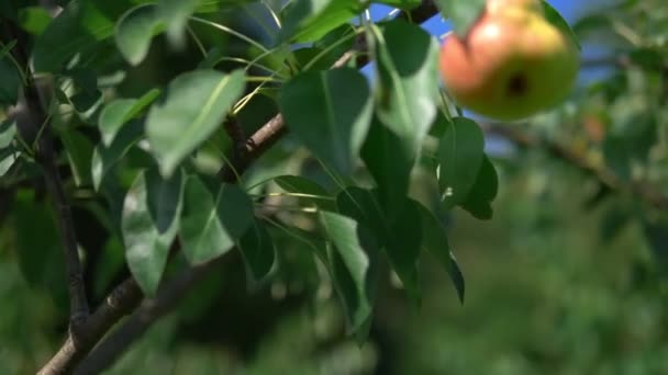 Beautiful ripe pears on a tree in the summer garden. — Stock Video