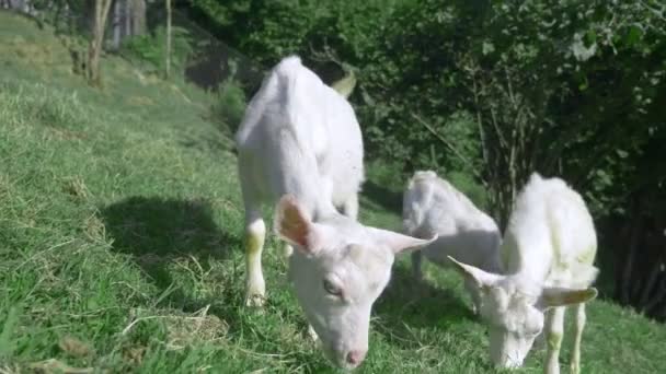 Küçük beyaz goatlings güneşli bir yaz gününde yeşil bir çayır içinde otlatmak. — Stok video