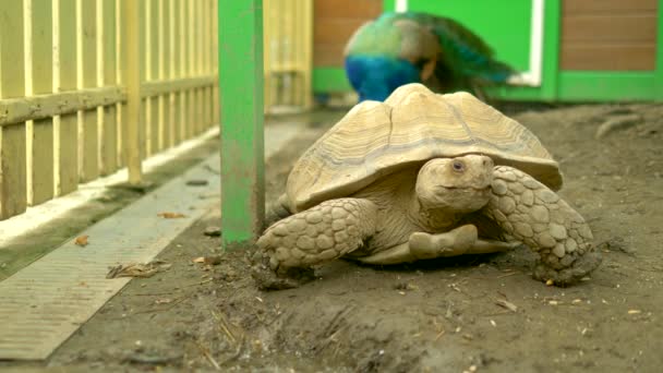 Giant turtles in a zoo pen — Stock Video