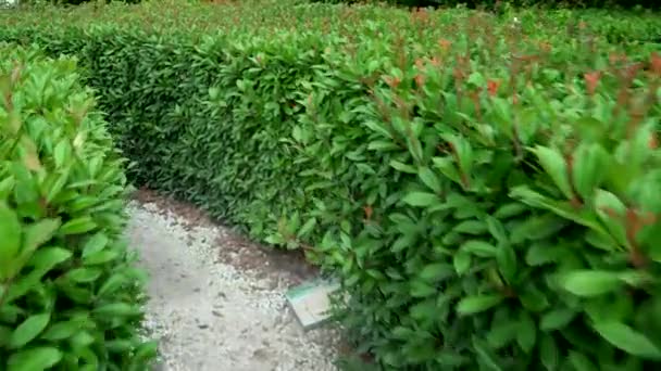 Pasar por el laberinto en el parque. Un laberinto de arbustos con follaje verde fresco en un día soleado en verano. vista en primera persona . — Vídeo de stock