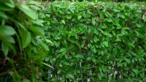 Close-up . Woman hiding in the middle of a hedge maze on a sunny summer day. she looks into the camera. — Stock Video