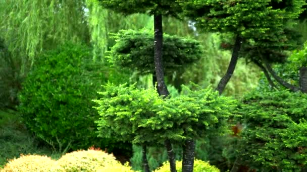 Stromy se zeleným listím v nádherných zaoblených tvarech. s kvetoucí záhony. — Stock video