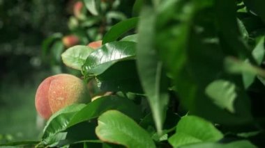 Close. yeşil yaprakları arasında bir şube olgun sulu şeftali.