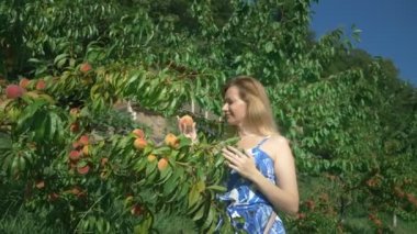 Mutlu bir sarışın kız bahçede bir şeftali ağacından taze bir şeftali seçiyor ve koklamak.
