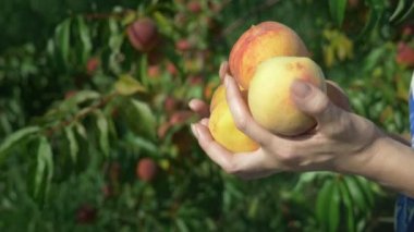 Close. Bayan elleri, meyve taşıyan ağaçların arka planına karşı bir şeftali bahçesinde taze şeftali zırhı tutun