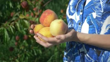 Close. Bayan elleri, meyve taşıyan ağaçların arka planına karşı bir şeftali bahçesinde taze şeftali zırhı tutun