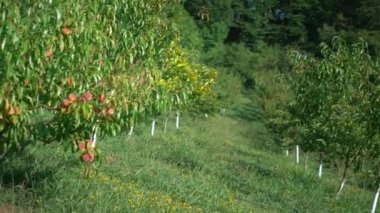 şeftali bahçesi. bir meyve bahçesinde ağaçların üzerinde olgun sulu şeftali