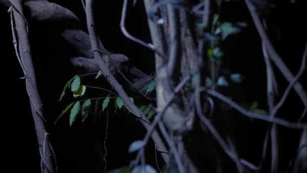 Концепция ужаса, женщина-призрак в лесу. Красивая женщина с макияжем скелет в страшном лесу . — стоковое видео