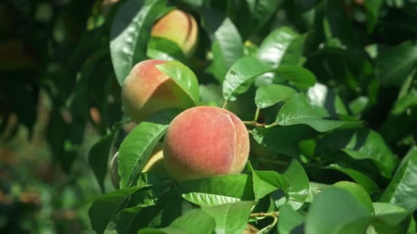 Närbild. Mogna saftiga persikor på en gren bland gröna blad. — Stockvideo