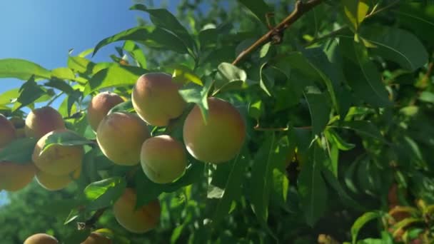 Крупним планом. стиглі соковиті персики на гілці на тлі чистого блакитного неба — стокове відео