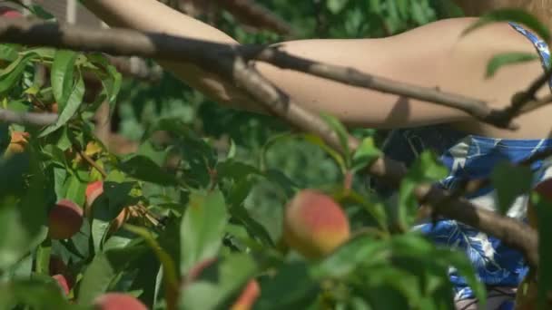 Gros plan. Les mains des femmes tiennent une poignée de pêches fraîches dans un verger de pêches sur fond d'arbres fruitiers — Video
