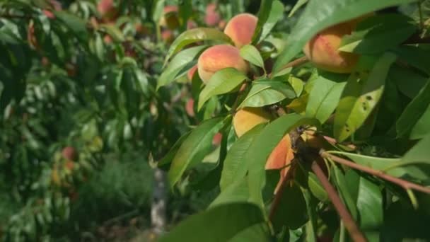 クローズ アップ。緑の葉の間の枝に熟したジューシーな桃. — ストック動画