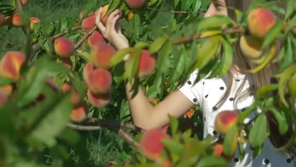 幸せなブルネットの女の子は庭の桃の木から新鮮な桃を選び、それを嗅ぎます. — ストック動画