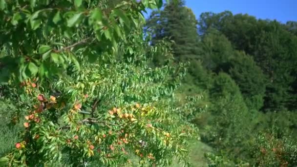 Perzikboom gaard. rijpe sappige perziken op bomen in een boomgaard — Stockvideo