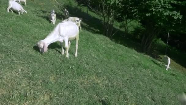 Lilla vita goatlings betar i en grön äng på en solig sommardag. — Stockvideo