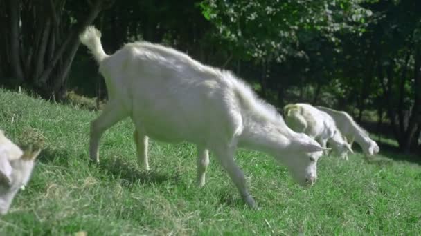 Kleine weiße Ziegen grasen an einem sonnigen Sommertag auf einer grünen Wiese. — Stockvideo