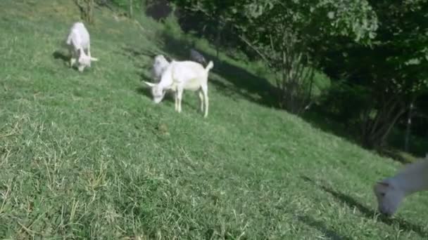 Lilla vita goatlings betar i en grön äng på en solig sommardag. — Stockvideo