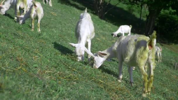 Małe białe goatlings pasą się w zielonej łące w słoneczny letni dzień. — Wideo stockowe