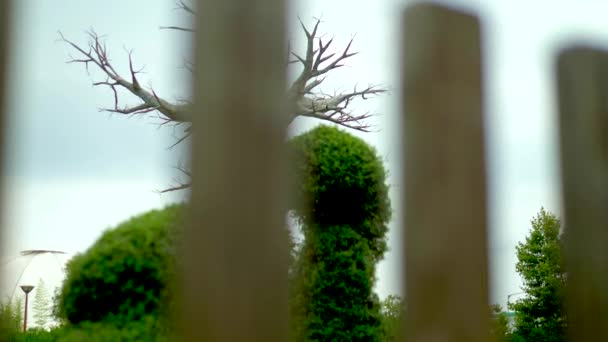 Stare martwe drzewo przed szarym niebie. koncepcja horror Halloween. miejsce kopiowania — Wideo stockowe