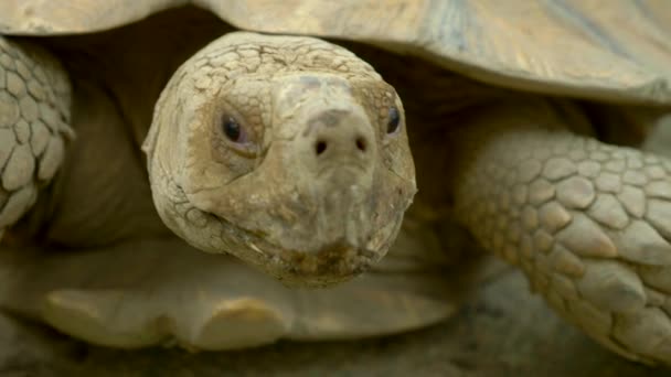 Close-up. gezicht en oog reus schildpad — Stockvideo