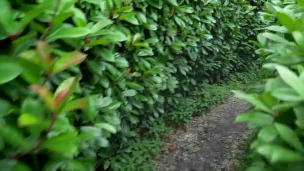 Gå igenom labyrinten i parken. En labyrint av buskar med fräscha gröna blad i en solig dag på sommaren. första persons vy. — Stockvideo