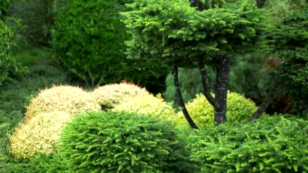 Trees with green foliage in beautiful rounded shapes. with blooming flower beds. — Stock Video