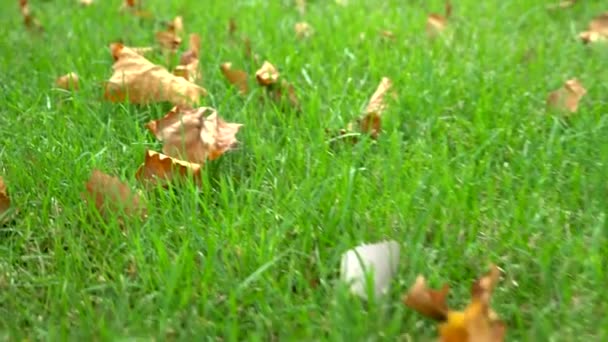 Concept φθινοπωρινό φόντο. υφή χόρτου. Πεσμένα φύλλα σε πράσινο γρασίδι — Αρχείο Βίντεο