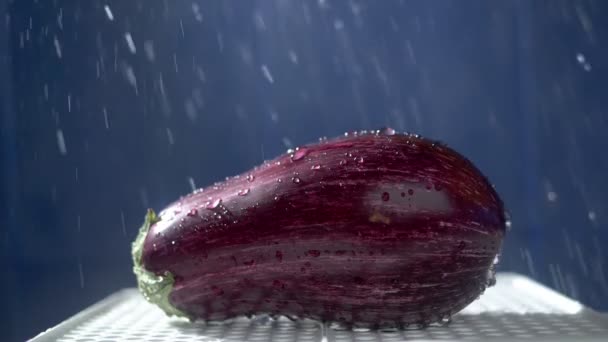 Mooie aubergine op een donkere achtergrond in de studio onder de stromen van regen. — Stockvideo