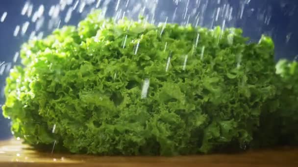 Lechuga fresca de hoja verde sobre un fondo oscuro en el estudio bajo chorros de lluvia . — Vídeo de stock