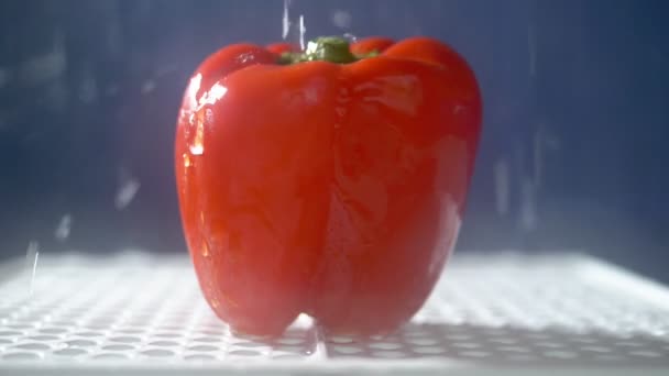 Söt röd paprika på en mörk bakgrund i studion under jets av regn. — Stockvideo
