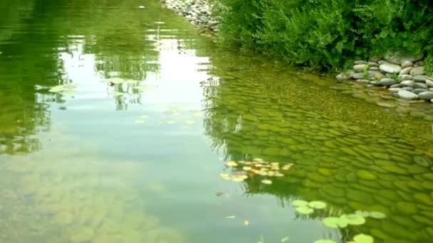 Ландшафтный дизайн Река в парке с красивыми деревьями вдоль берегов. duckweed on the water — стоковое видео