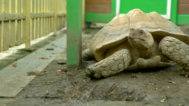 Tartarugas gigantes em uma caneta zoológico — Vídeo de Stock