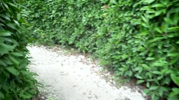 Traverser le labyrinthe dans le parc. Un labyrinthe de buissons au feuillage vert frais par une journée ensoleillée en été. vue à la première personne . — Video