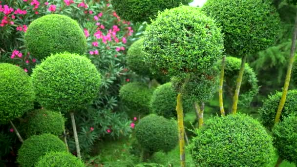 Trees with green foliage in beautiful rounded shapes. with blooming flower beds. — Stock Video